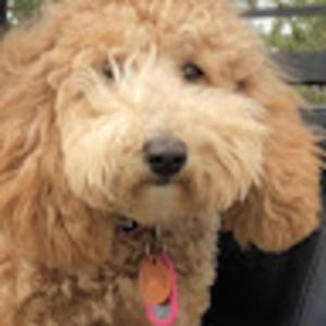 Meet your Posher, Reese